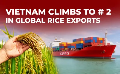 VIETNAM RICE EXPORTS CLIMB TO #2: A GLOBAL TRADE MILESTONE